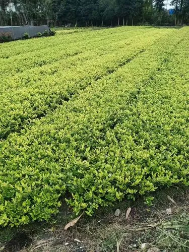 哪些网球拍适合新手学的